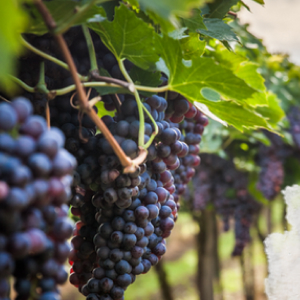 Радио Монте-Карло. Программа Карта Сомелье